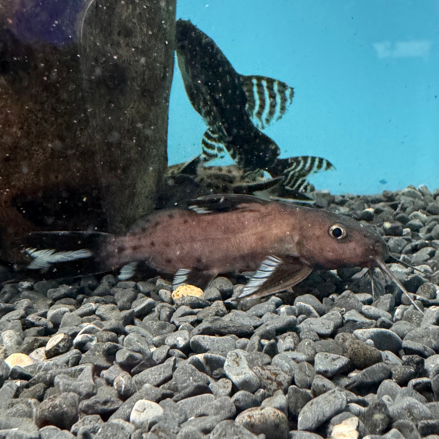 2x Synodontis Granulosus 4inch COLLECTION ONLY
