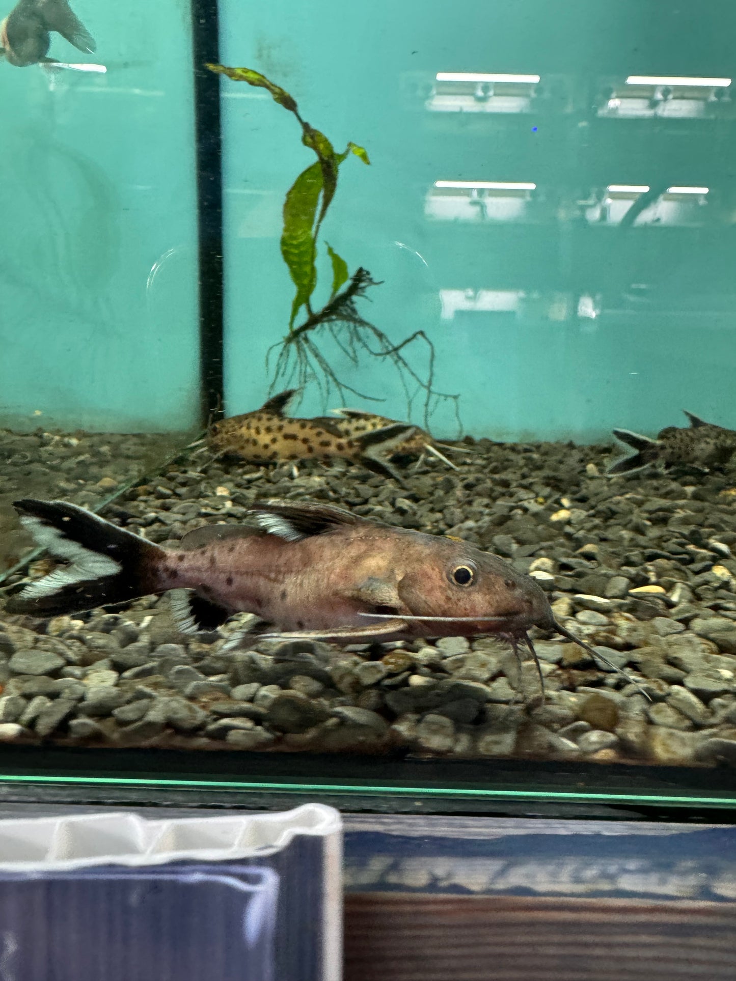 2x Synodontis Granulosus 4inch COLLECTION ONLY