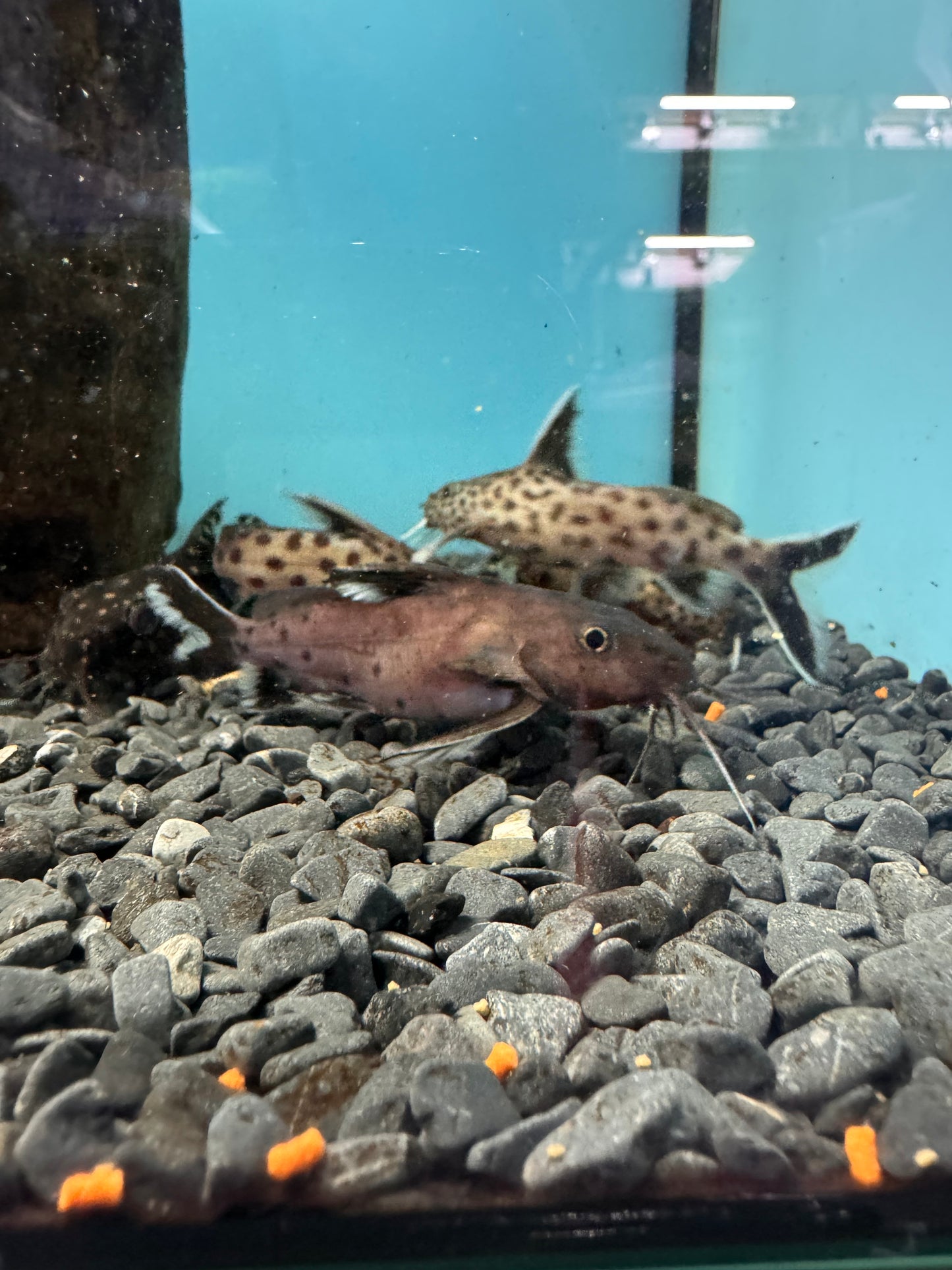 2x Synodontis Granulosus 4inch COLLECTION ONLY