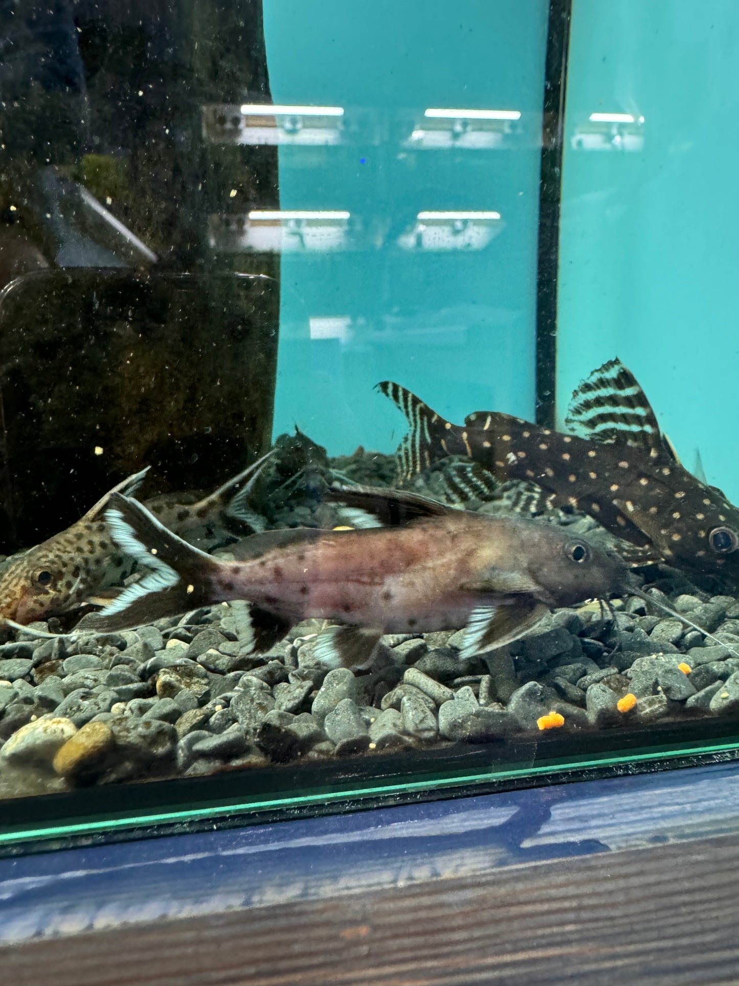 2x Synodontis Granulosus 4inch COLLECTION ONLY