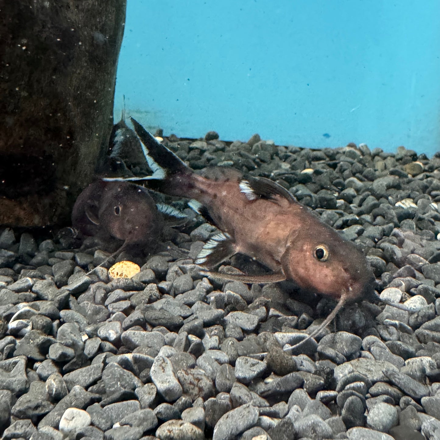 2x Synodontis Granulosus 4inch COLLECTION ONLY