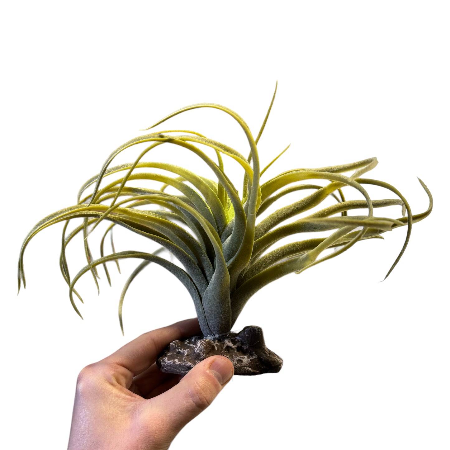 Betta Terra Reptile Decoration - Tillandsia Air Plant 19cm