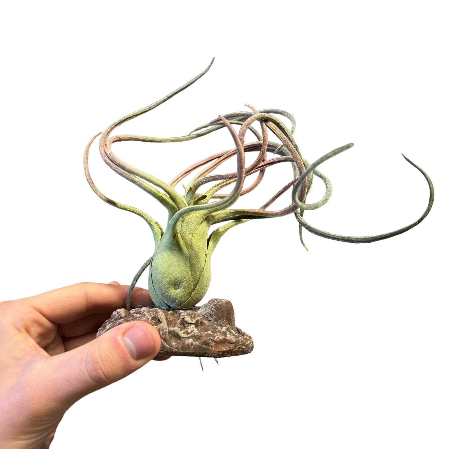 Betta Terra Reptile Decoration - Tillandsia Air Plant 21cm