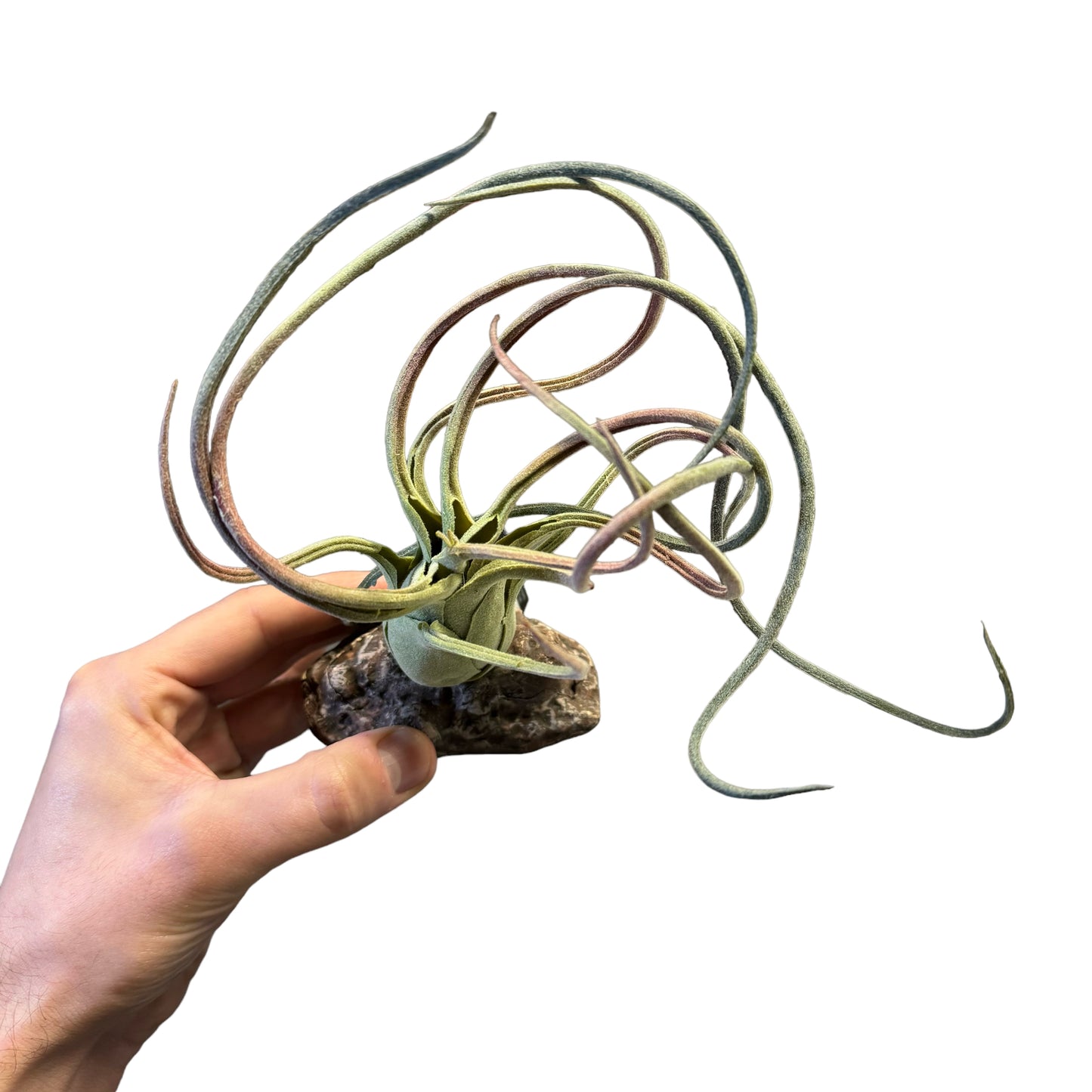 Betta Terra Reptile Decoration - Tillandsia Air Plant 21cm