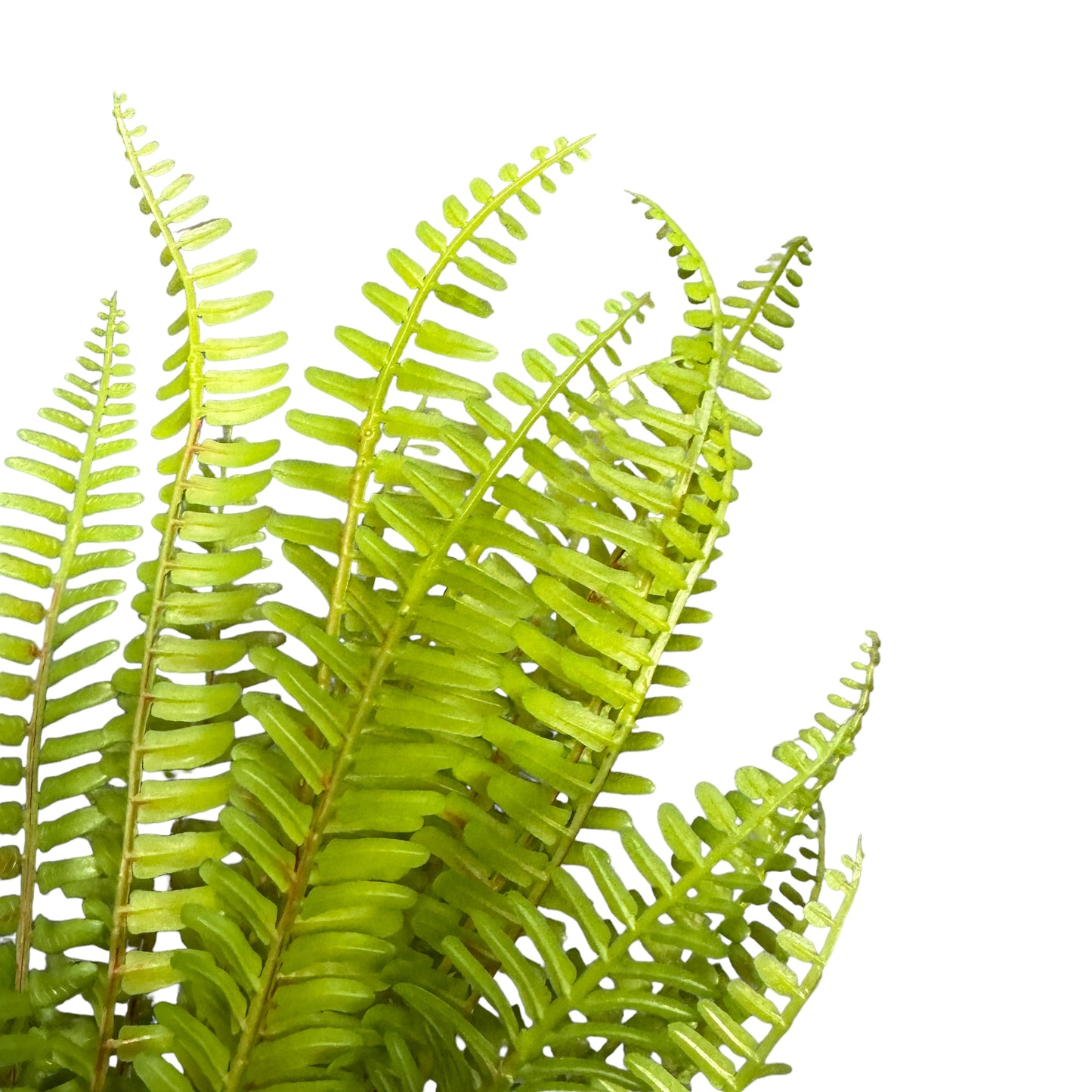 Betta Terra Reptile Decoration - Shuttlecock Fern 31cm