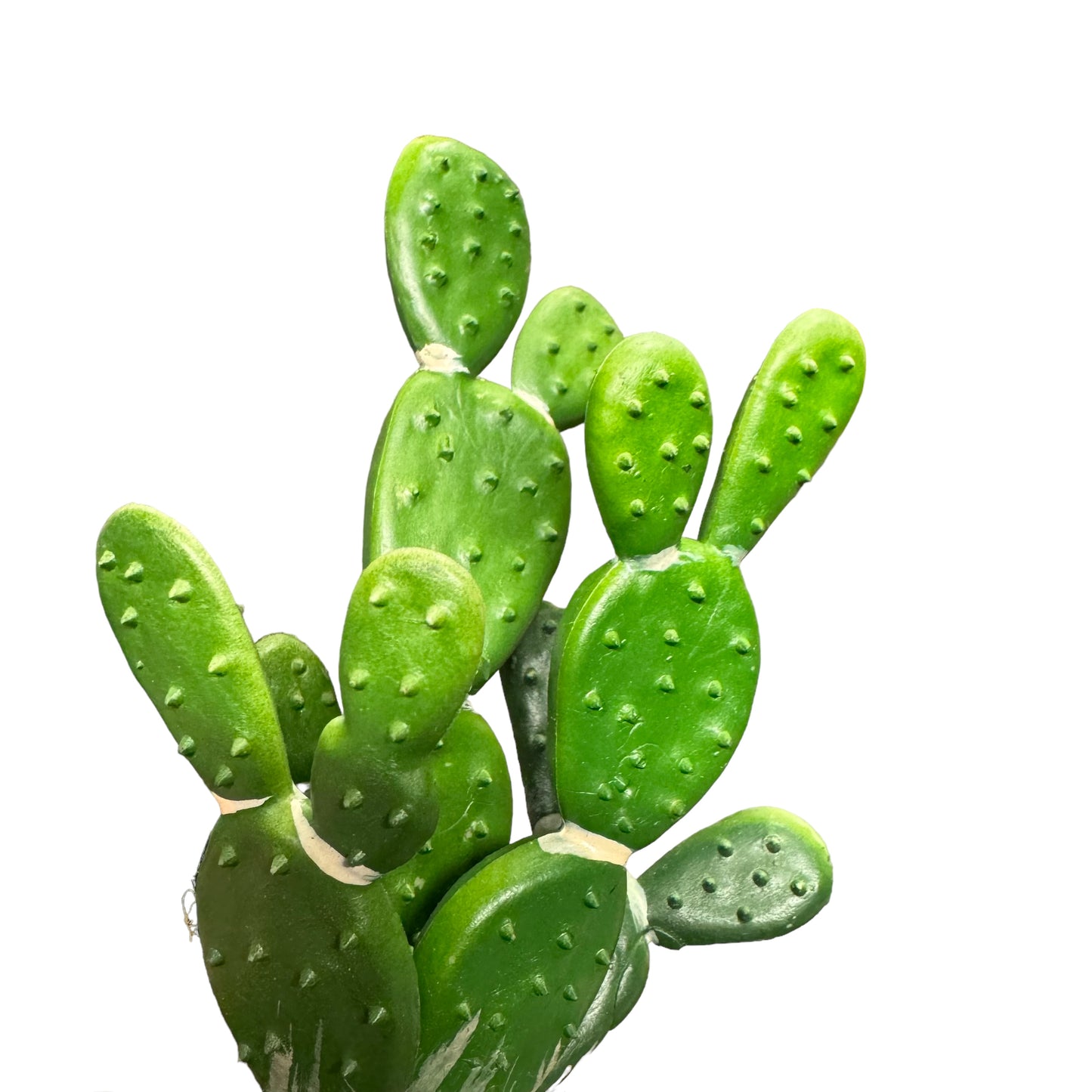 Betta Terra Reptile Decoration - Prickly Pear Cactus 15cm