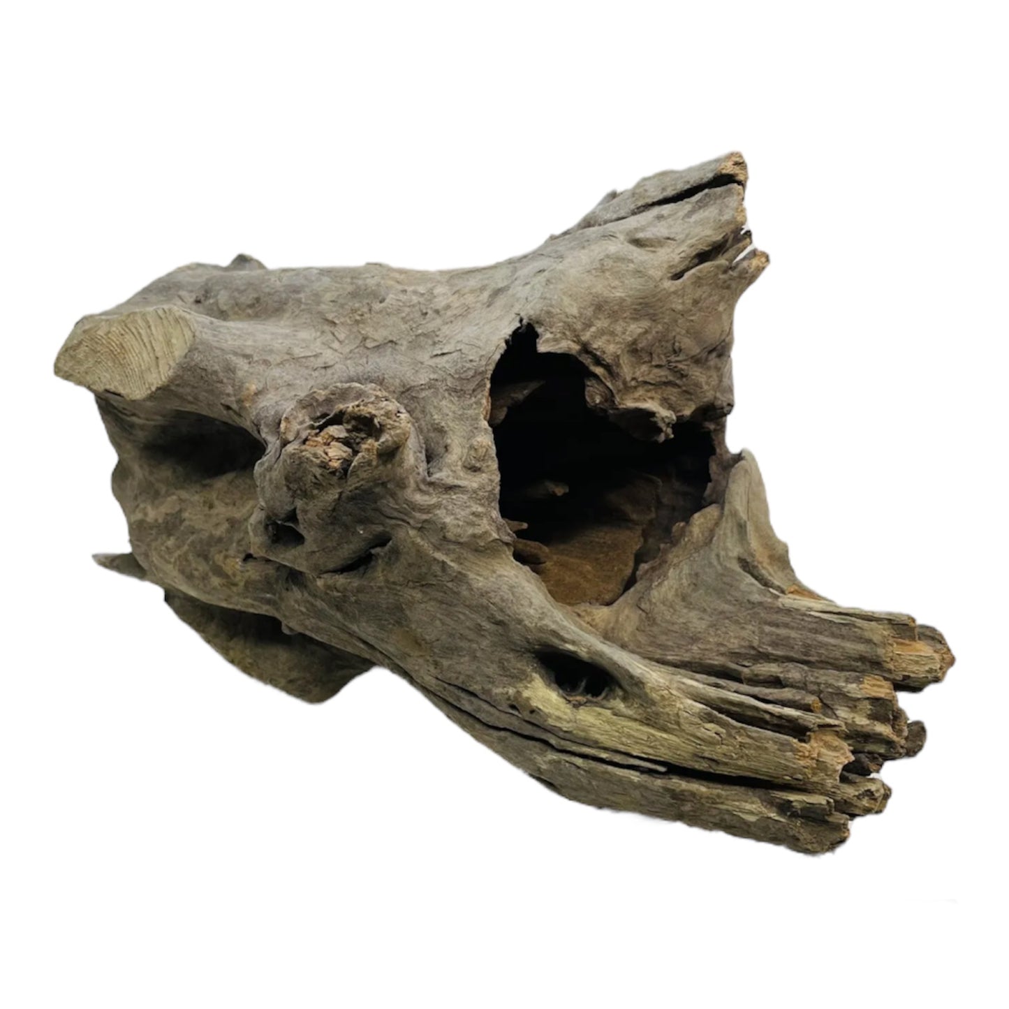 Corbo Root Catfish Wood - Large