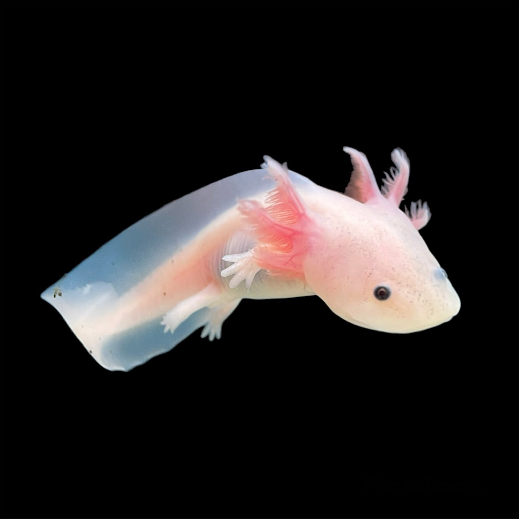 New Axolotl Food Available From NT Labs