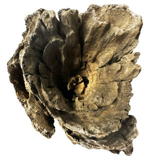 Corbo Root Catfish Wood - Large