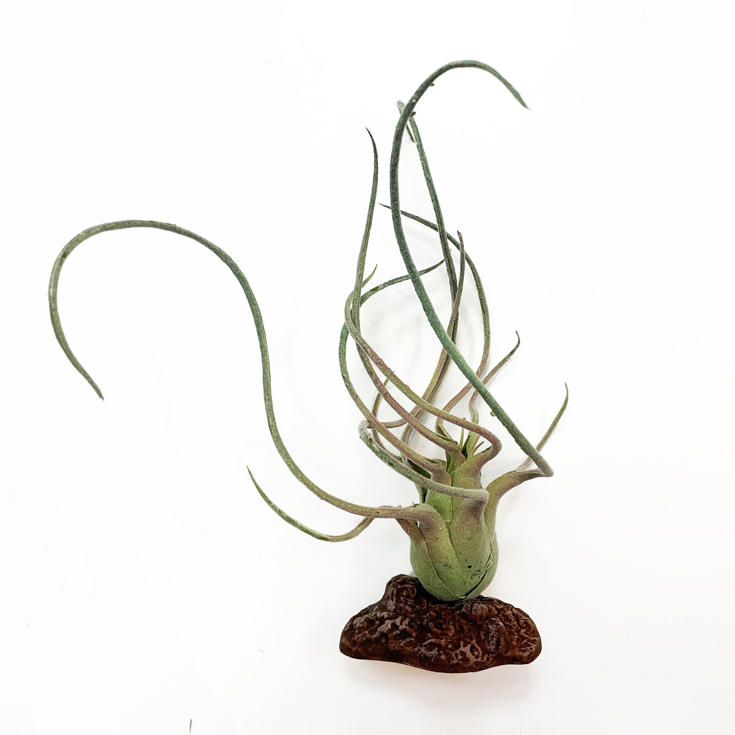Betta Terra Reptile Decoration - Tillandsia Air Plant 21cm