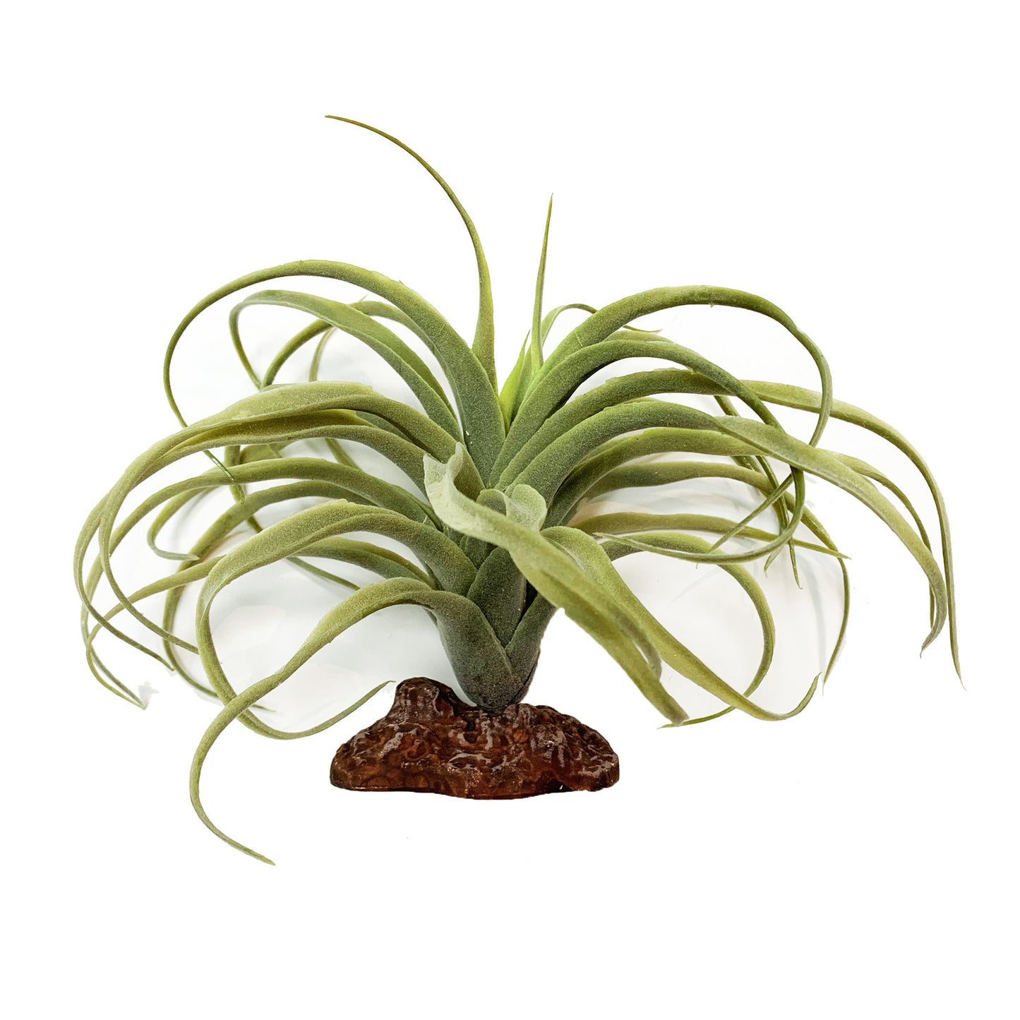 Betta Terra Reptile Decoration - Tillandsia Air Plant 19cm