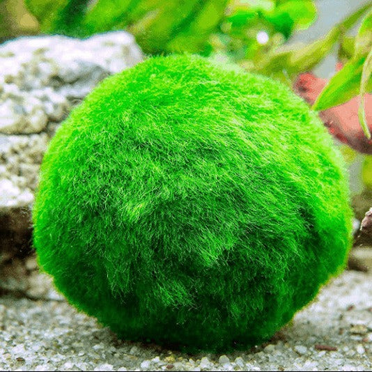 Live Plant - Chladophlora “Marimo Moss ball“ – Aqua Design Aquatics