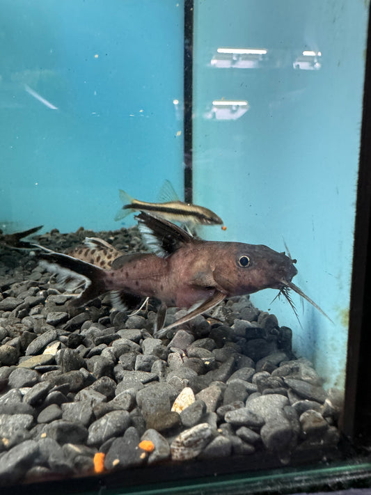 2x Synodontis Granulosus 4inch COLLECTION ONLY