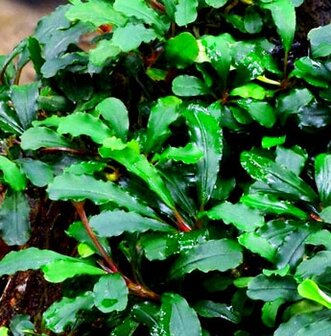 Live Potted Plant - Bucephalandra Theia Green