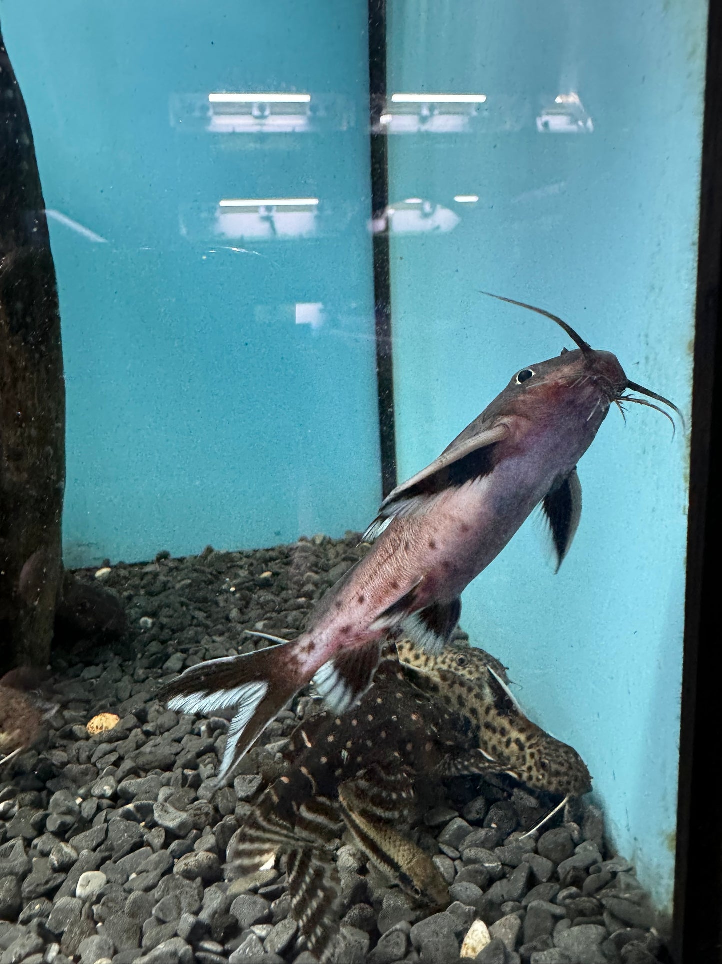 2x Synodontis Granulosus 4inch COLLECTION ONLY