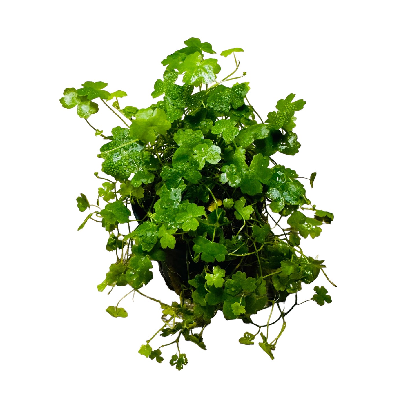 Live Potted Plant - Hydrocotyle Tripartita