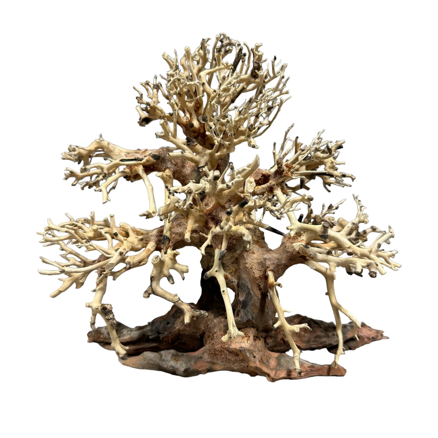 Aquarium Bonsai Tree Small 20x20cm (actual piece) A1