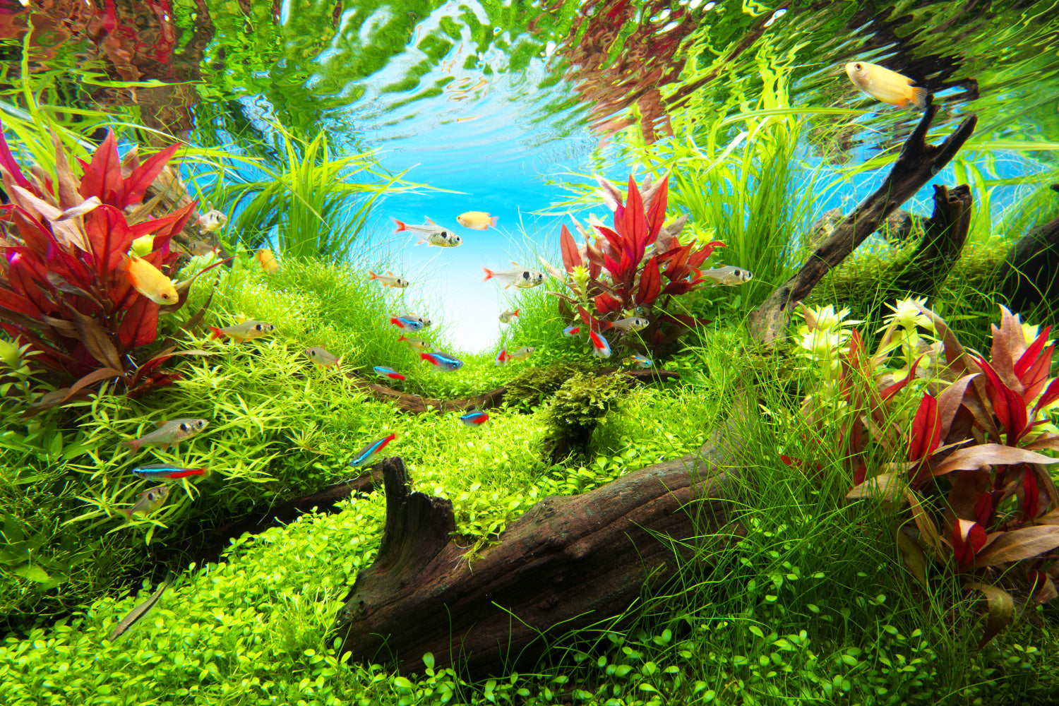 Aqua Design Aquatics