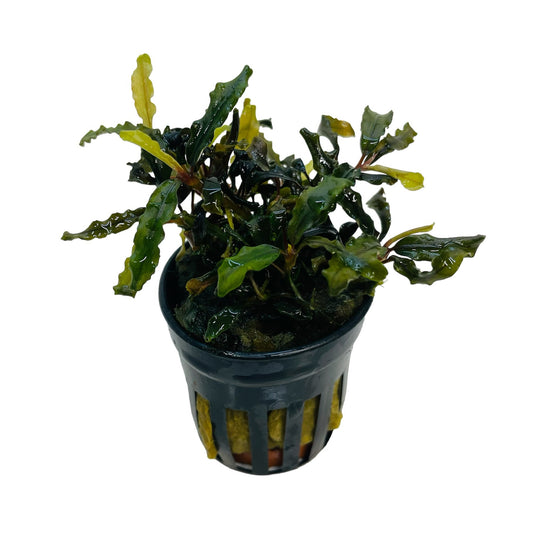 Live Potted Plant - Bucephalandra Caterina