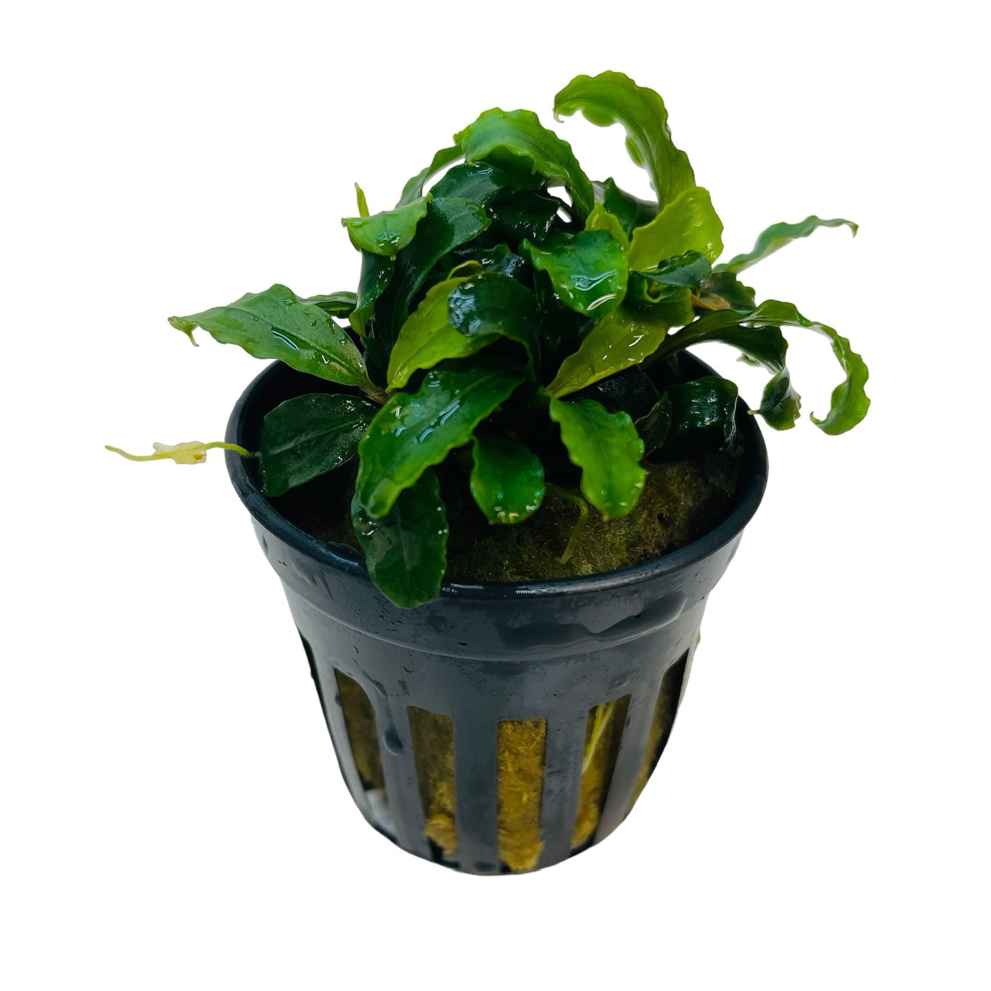 Live Potted Plant - Bucephalandra Theia Green