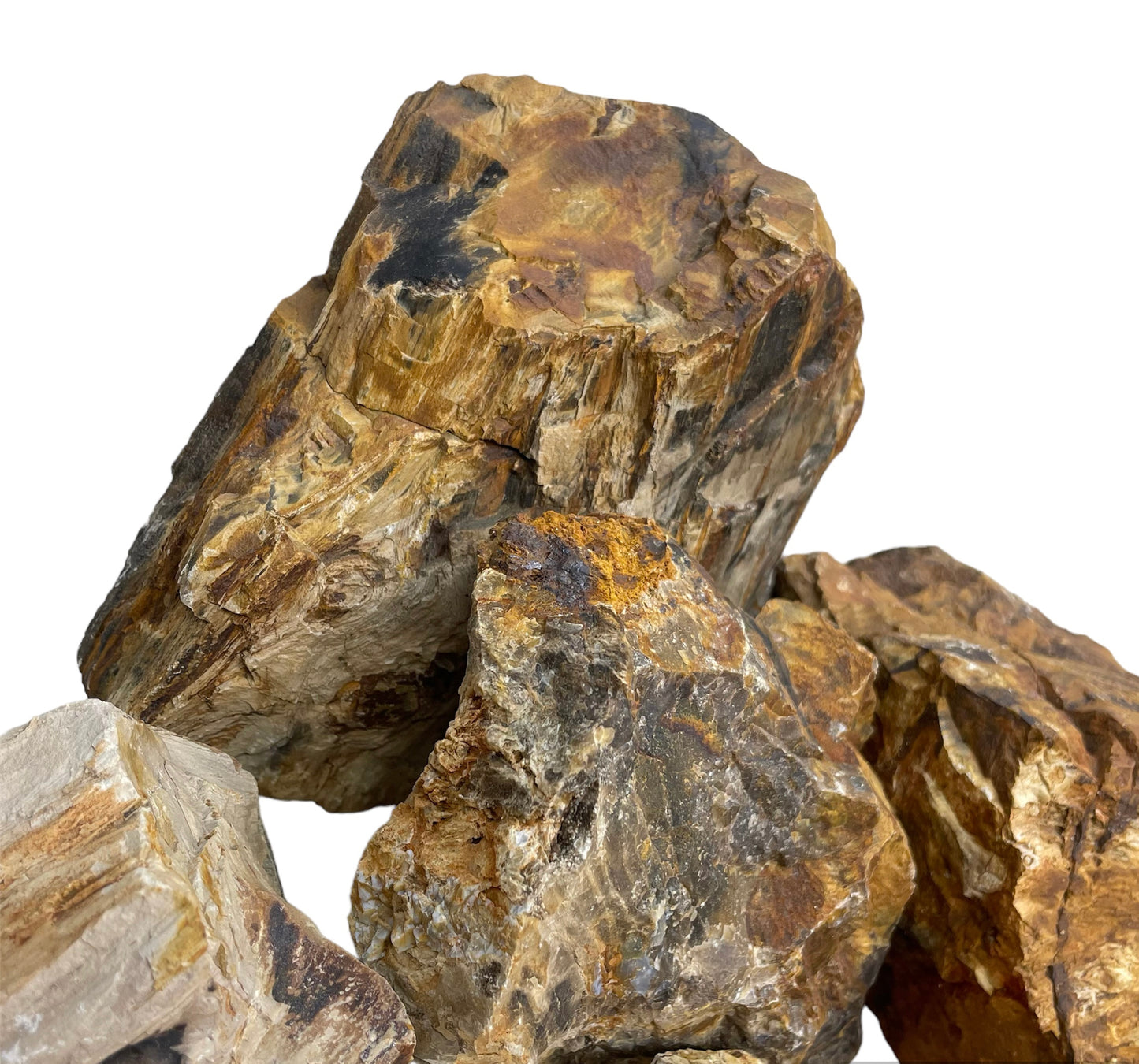 Aquarium Fossilised Petrified Wood Per KG