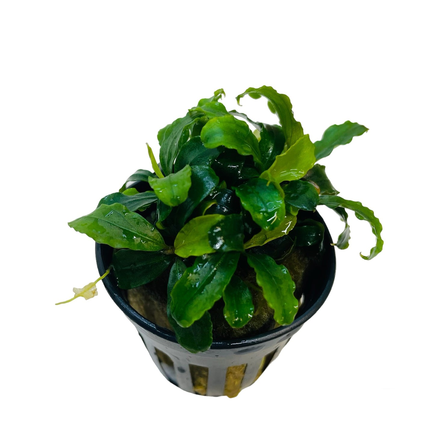 Live Potted Plant - Bucephalandra Theia Green