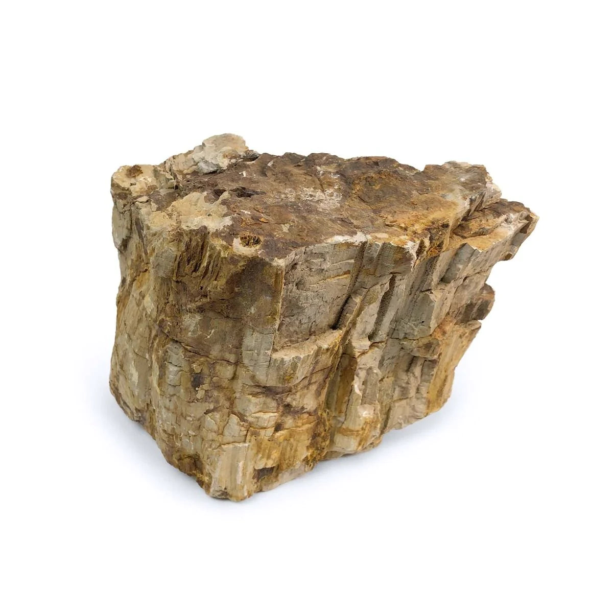 Aquarium Fossilised Petrified Wood Per KG