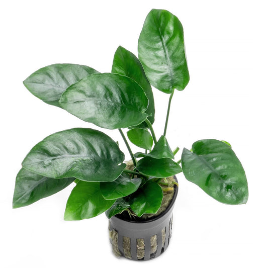 Live Potted Plant - Anubias Barteri