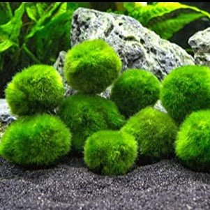 3 LARGE (4-5cm) Marimo Moss Balls live aquarium plants java shrimps fish  nano UK