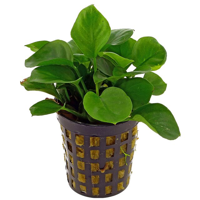 Live Potted Plant - Anubias nana