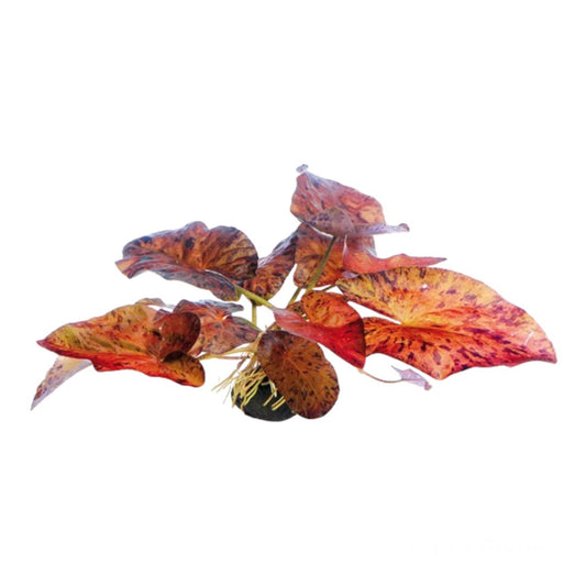 Live Plant - Nymphea Lotus – Red