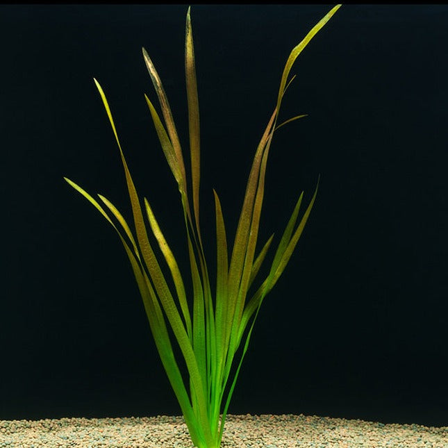 Vallisneria Spiralis Red